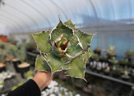 agave titanota chocolate kiss