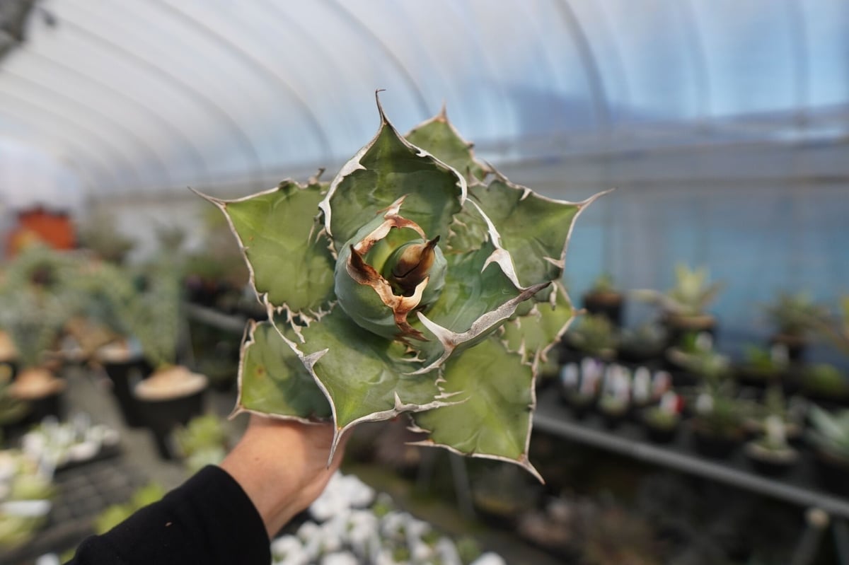agave titanota chocolate kiss | mana's green:塊根