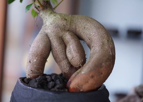 Ficus microcarpa
