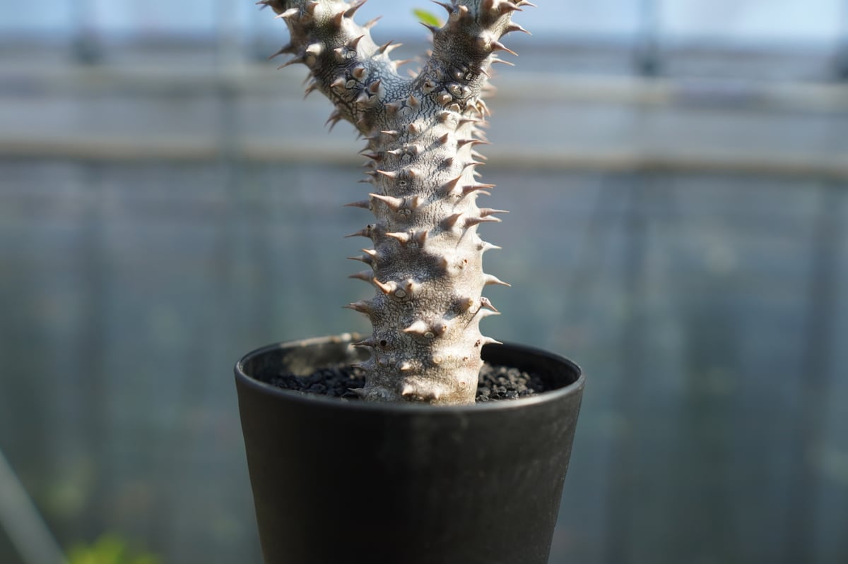 パキポディウム デンシフローラム Pachypodium densiflorum No.2