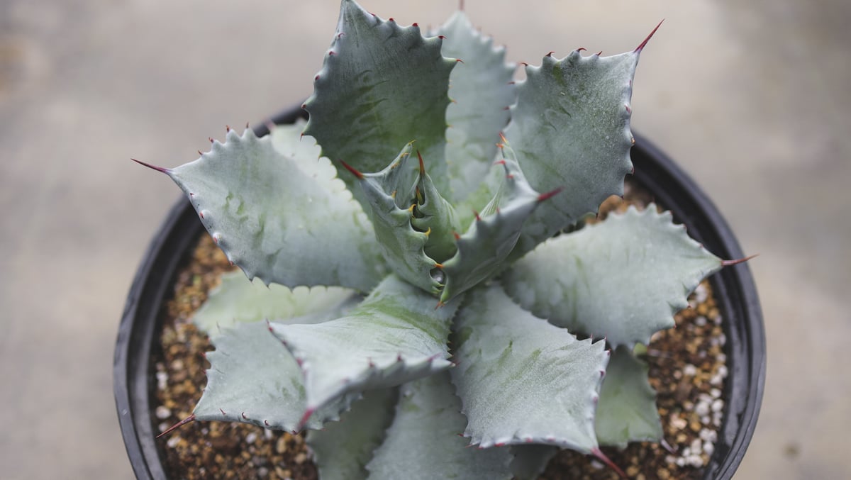 アガベ イシスメンシス | mana's farm:塊根植物・アガベ・ドライ