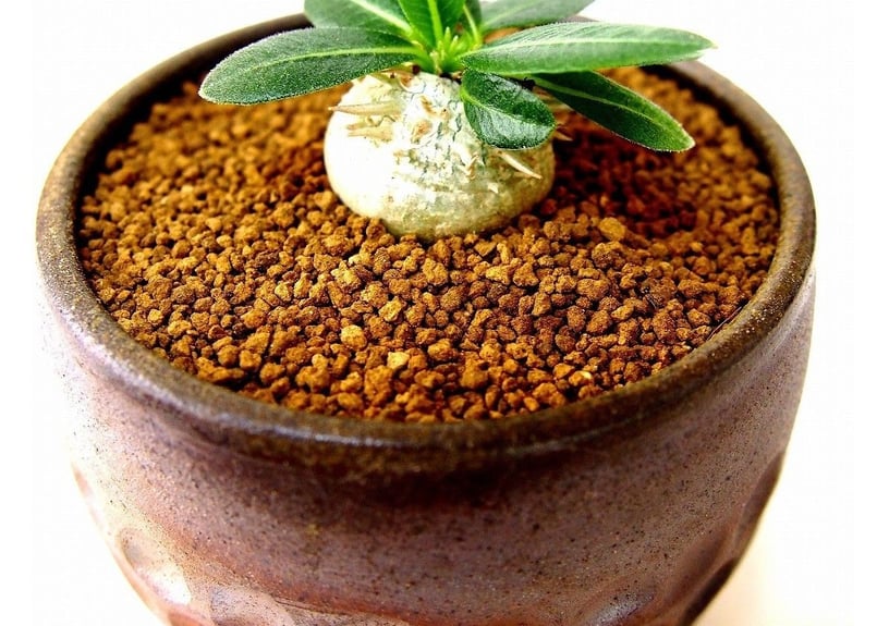 パキポディウム エブレネウム Pachypodium eburneum №1(白花) | m