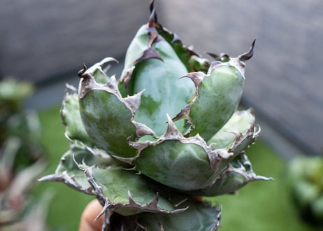 Agave B&B  №6