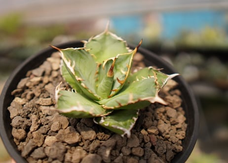 Agave titanota FO-76  A NO.1