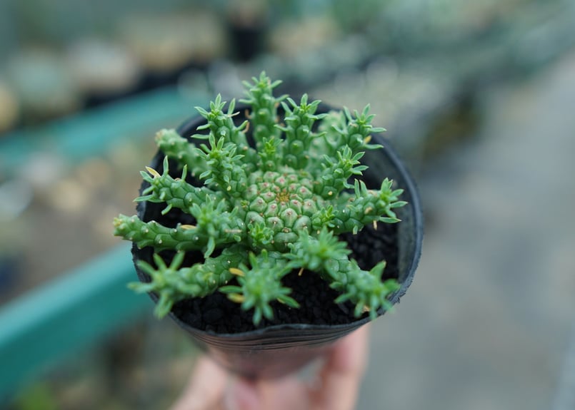 ユーフォルビア ゴルゴニス Euphorbia gorgonis No.2 | mana's