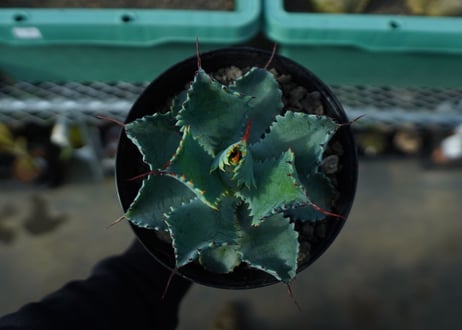 アガベ　ポタトラム　”スポーン”　agave potatorum "spawn" A7