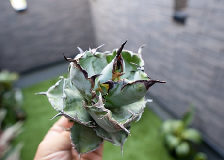 Agave B&B  №3