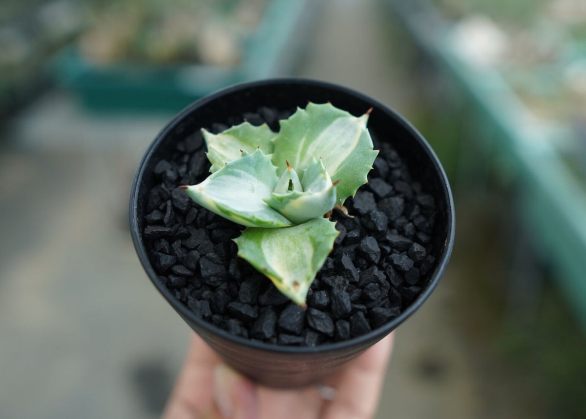 アガベ 王妃雷神錦 Agave “Ohi Raijin Nishiki ” No.1 | ma