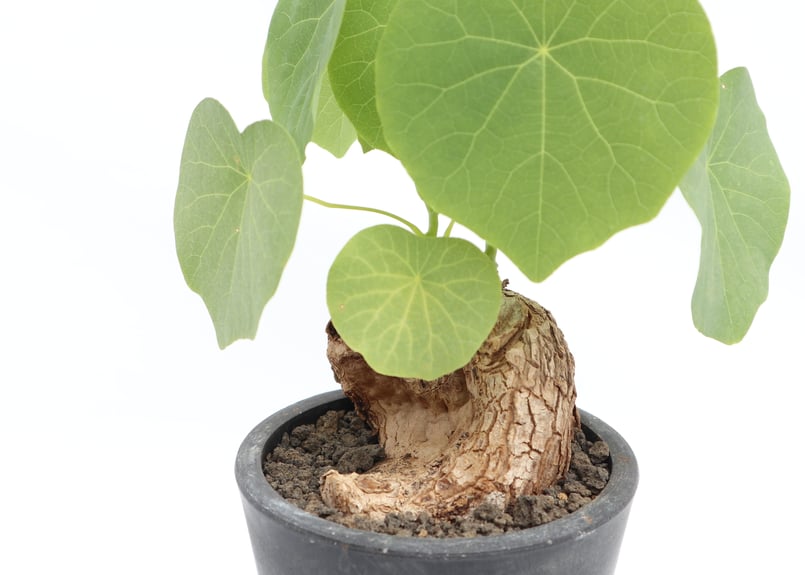 ステファニア ヴェノサ | mana's farm:塊根植物・アガベ・ドライ