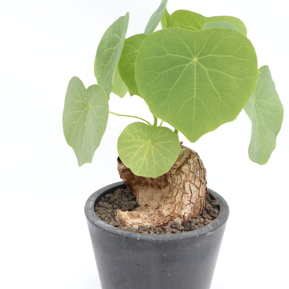 ステファニア ヴェノサ | mana's farm:塊根植物・アガベ・ドライ