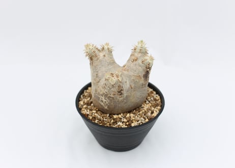 パキポディウム　エブレネウム　花芽付き