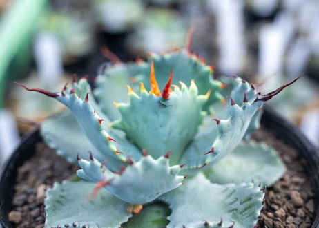 アガベ　ポタトラム　”スポーン”　agave potatorum "spawn"