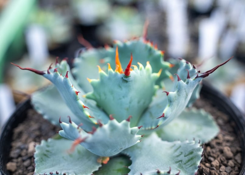 アガベ ポタトラム ”スポーン” agave potatorum アガベ ポタトラム ”スポーン” agave potatorum