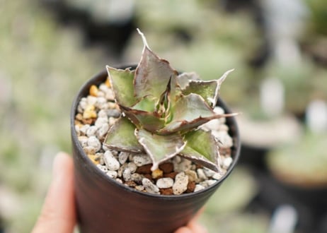 Agave titanota hades No.1