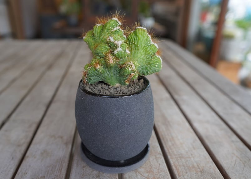 モンビレア 残雪の峰 Monvillea spegazzinii | mana's farm: