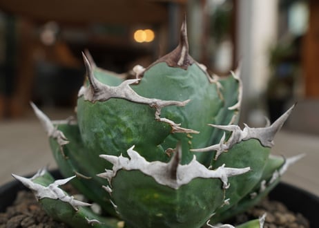 agave titanota　FO76　強棘type