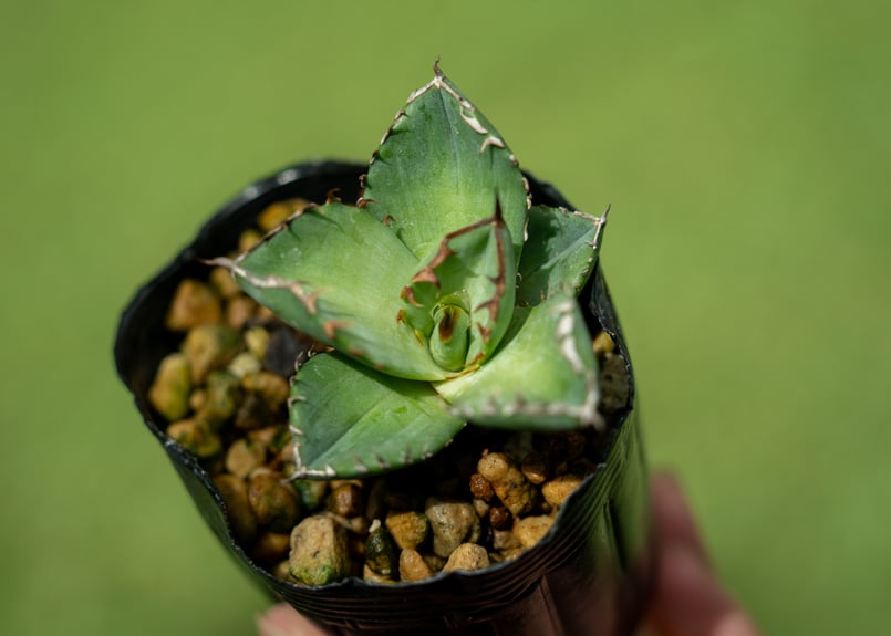 アガベ チタノタブルー 実生選抜 一点物 9 アガベ チタノタブルー 実生