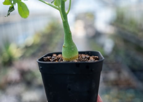 アデニア グラウカ  Adenia glauca　NO.5
