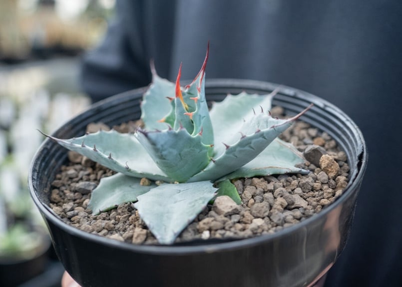 アガベ パラサナ ”トライアンファント” agave parrasana