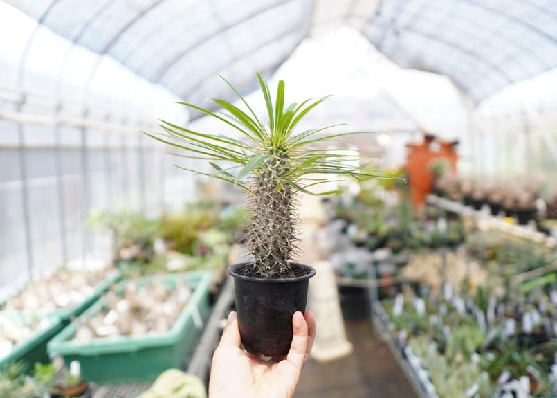 パキポディウム ラメレイ (ラメレー)120cm多肉植物 存在感あります
