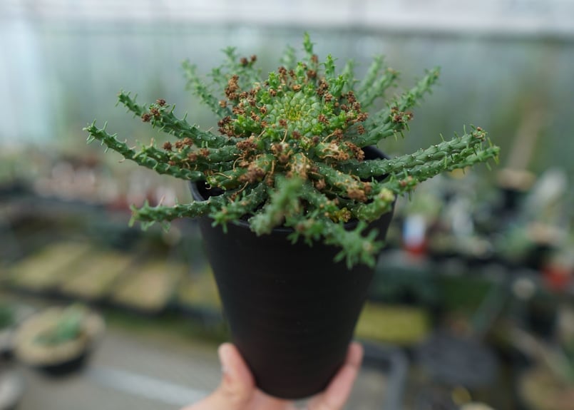 ユーフォルビア ゴルゴニス Euphorbia gorgonis | mana's green...