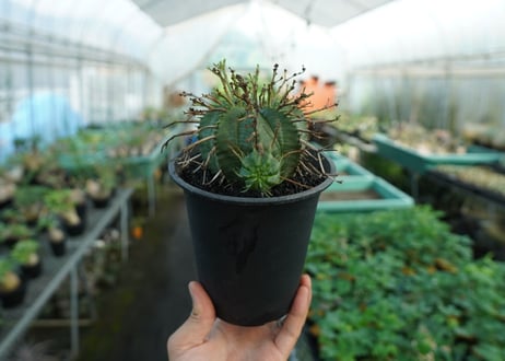 ユーフォルビア　スーパーバリダ　Euphorbia super valida  No.2