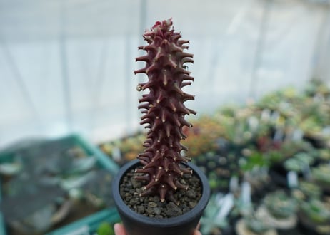 ユーフォルビア　モナデニウム　シューベイ　Euphorbia monadenium schubei