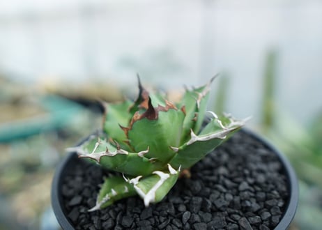 アガベ　チタノタ　姫厳竜　Agave titanota dwarf　No.3