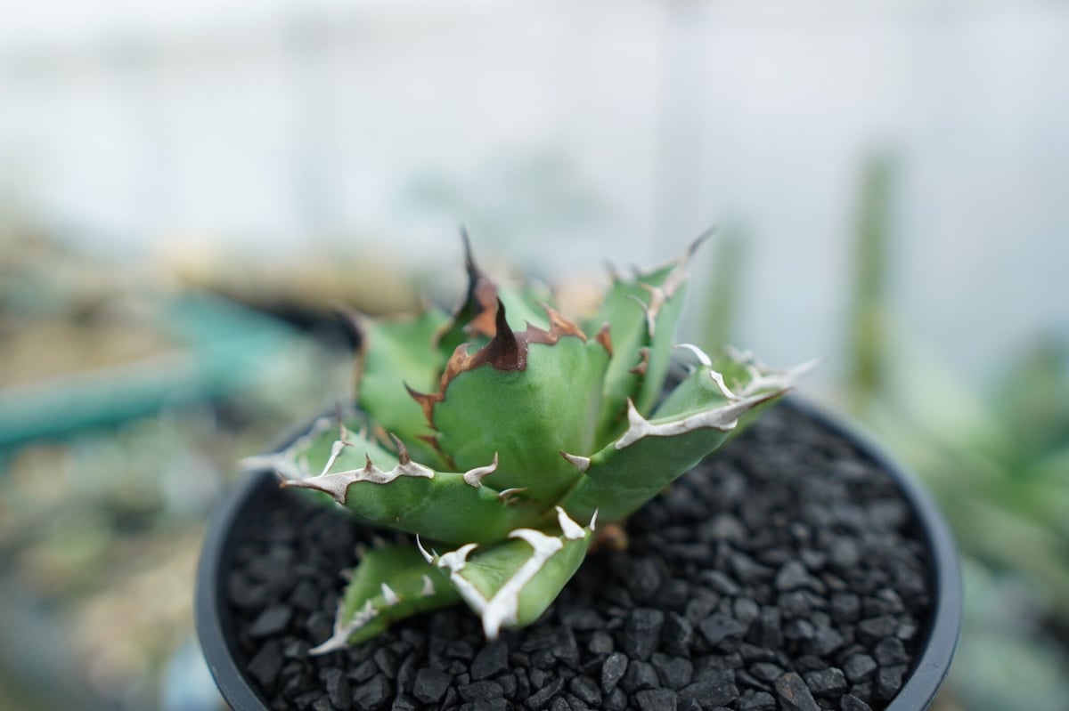 アガベ チタノタ 姫厳竜 Agave titanota dwarf No.3 | mana's