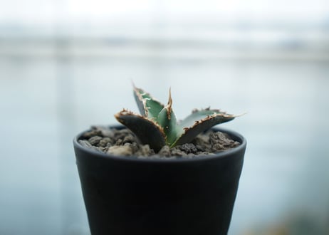 アガベ　チタノタ　狼人　agave titanota "狼人"　No.2