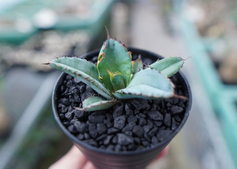 アガベ　チタノタ　 ブラックアンドブルー 　Agave titanota black and blue　No.10