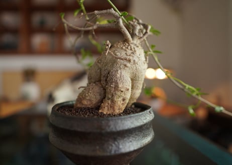 火星人　Fockea edulis