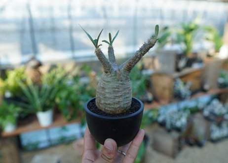 【未発根】パキポディウム　グラキリス　 Pachypodium Gracilius  No.35