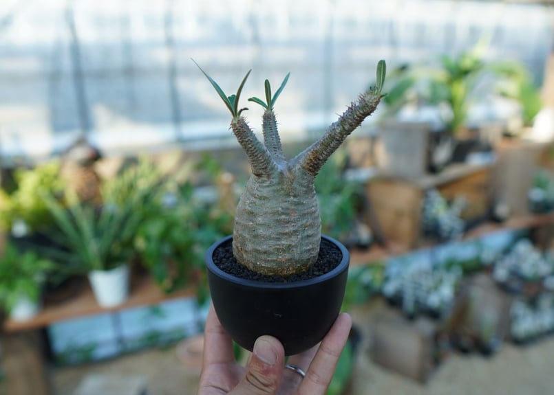 ぴっころです。 グラキリス Pachypodium gracilius ⑤ Pachypodium Gracilius - パキポディウム・グラキリス – VALIANT