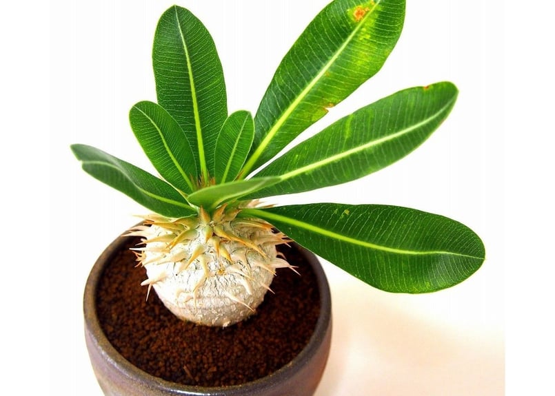 パキポディウム エブレネウム Pachypodium eburneum | mana's fa