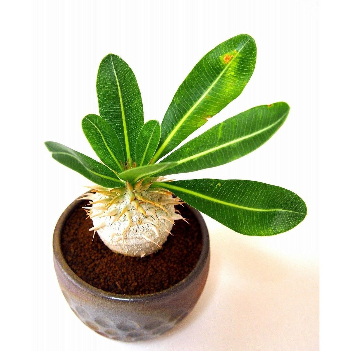 パキポディウム エブレネウム Pachypodium eburneum | mana's fa