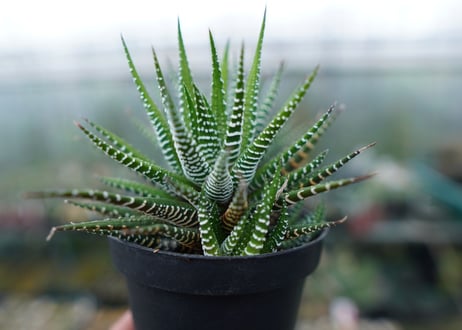 ハオルチア　十二の巻　Haworthia fasciata