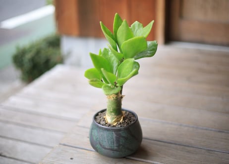 チレコドン　パニクラータス　Tylecodon paniculatus