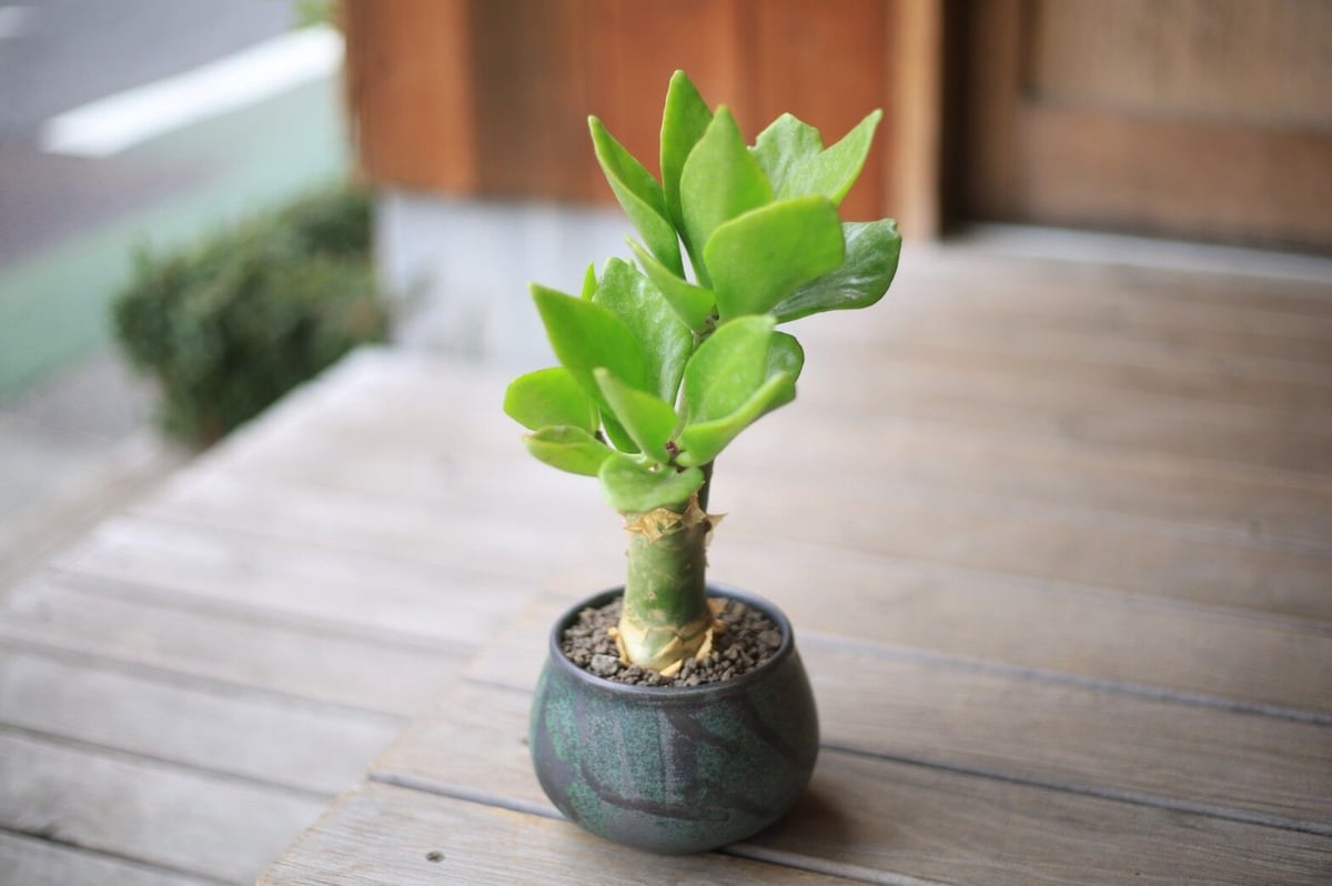 チレコドン パニクラータス Tylecodon paniculatus | mana's fa チレコドン パニクラータス Tylecodon paniculatus | mana's fa
