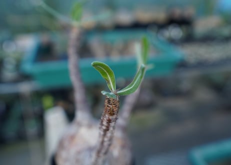 パキポディウム　グラキリス　 Pachypodium Gracilius  No.3