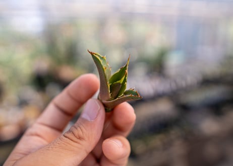 アガベ　白鯨　子株