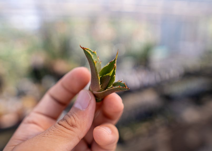 【白蛇伝】カキコ株！発根済み アガベ 白鯨 子株 | mana's farm:塊根植物・アガベ・ドライガーデン