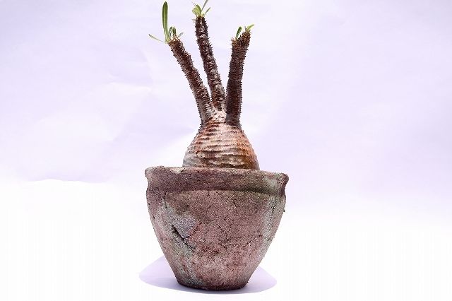 パキポディウム グラキリス 茶肌 | mana's farm:塊根植物・アガベ