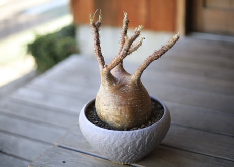 グラキリス　 Pachypodium Gracilius