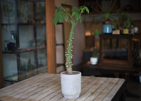 トックリキワタ　Ceiba speciosa