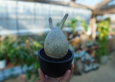【未発根】パキポディウム　グラキリス　 Pachypodium Gracilius  No.31