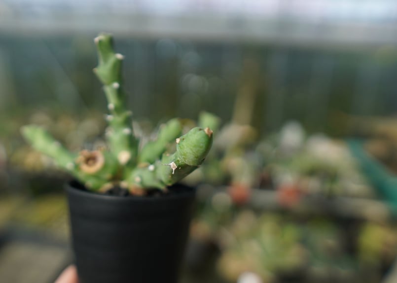 ユーフォルビア クリビコラ Euphorbia clivicola | mana's farm