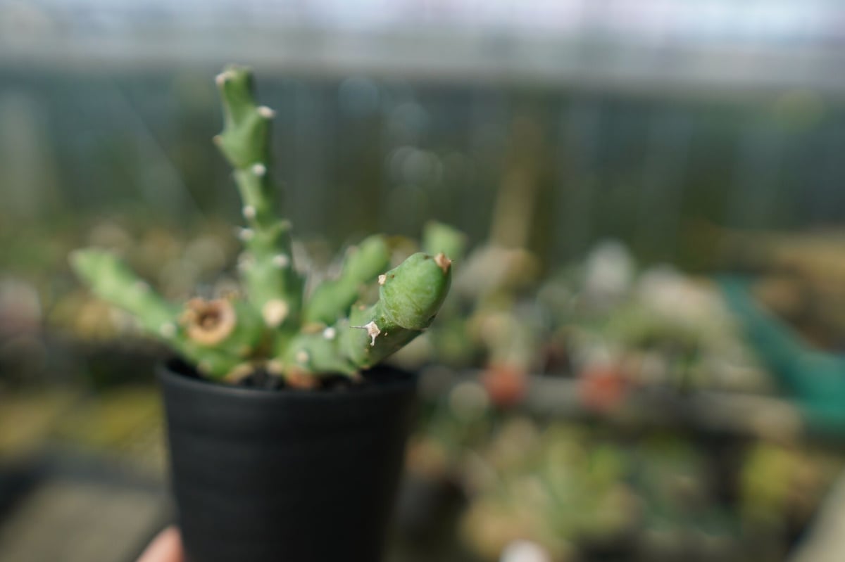 ユーフォルビア クリビコラ Euphorbia clivicola | mana's farm