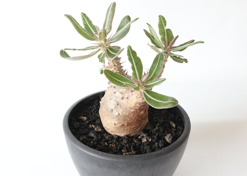 パキポディウム カクチペス | mana's farm:塊根植物・アガベ・ドライ