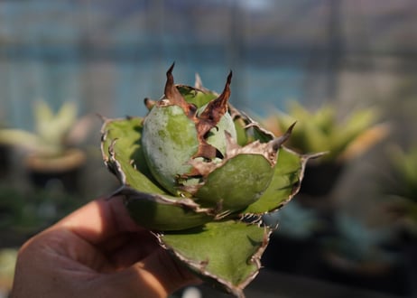 agave　titanota　ブラックアンドブルー　No.11